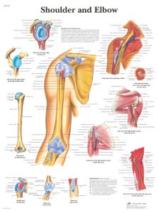 Poster Shoulder and Elbow - schouder en elleboog VR1170
