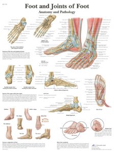 Poster Foot and Joint of Foot - voet en gewrichten van de voet VR1176