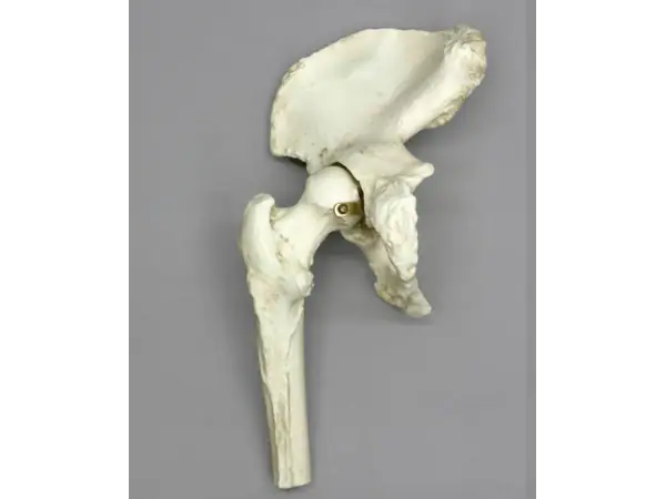 Anatomisch Model Heupgewricht