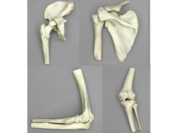 Anatomische Gewrichtsmodellen Set