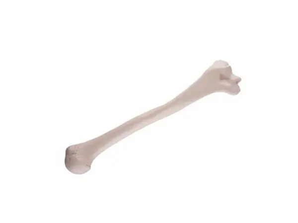 Opperarmbeen (Humerus) model
