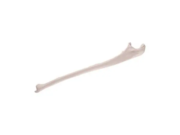 Ellepijp (ulna) model