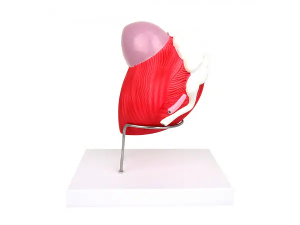 Mannelijke Blaas Model