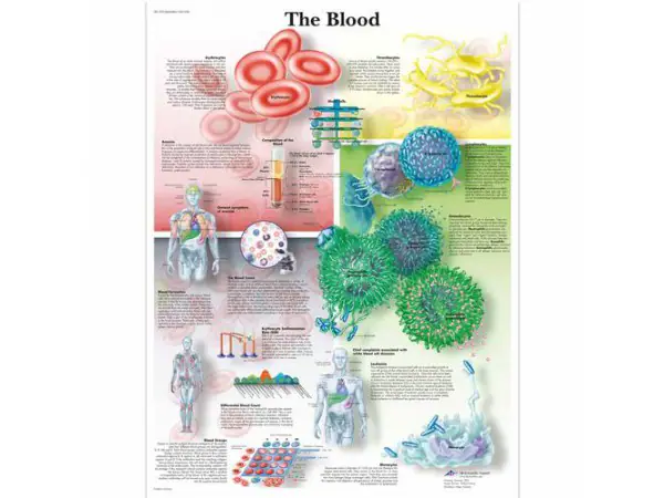 Het Bloed Poster Gelamineerd