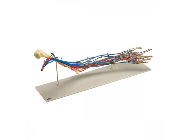 Vasculair Arm Model