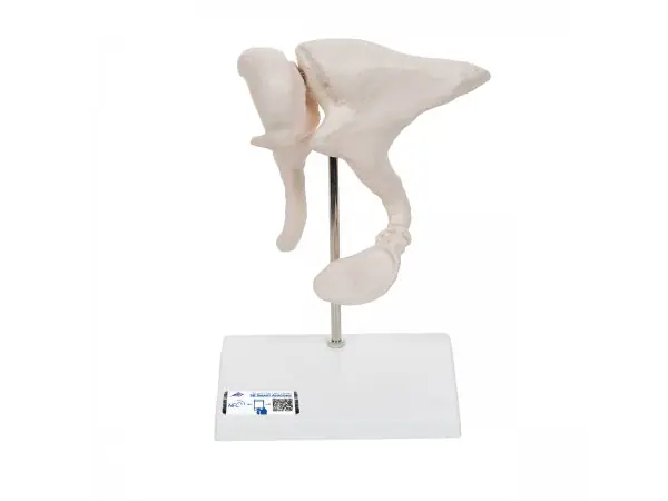 Gehoorbeentjes (Ossicles) Model