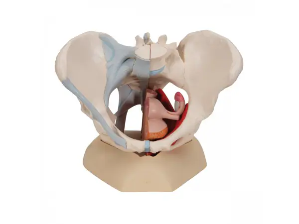 Vrouwelijk bekken, ligamenten & organen doorsn.