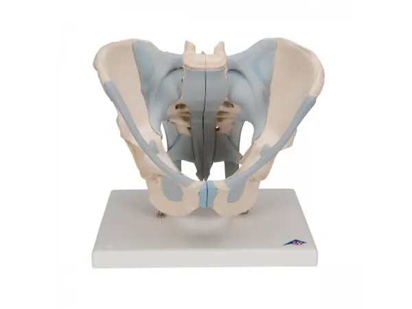 Mannelijk Bekkenmodel met Ligamenten