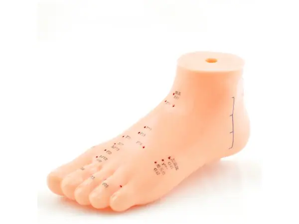 Acupunctuur Model Voet