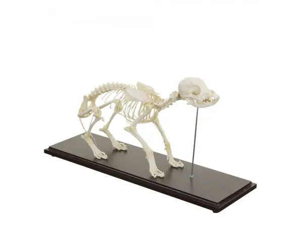 Honden Skelet Model