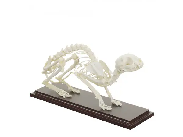 Katten Skelet Model
