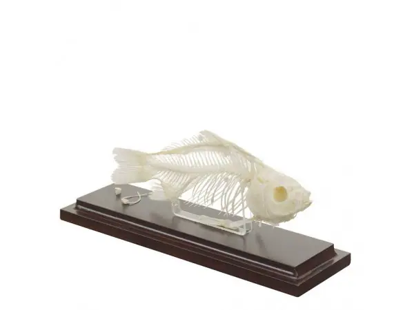 Vissen Skelet Model