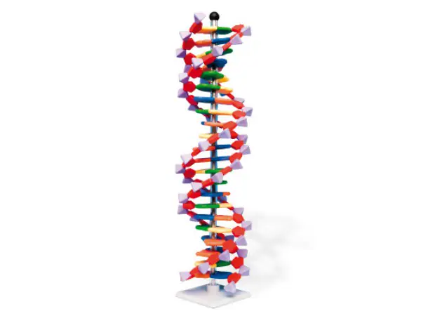 DNA Model Dubbele Helix (22-delig)