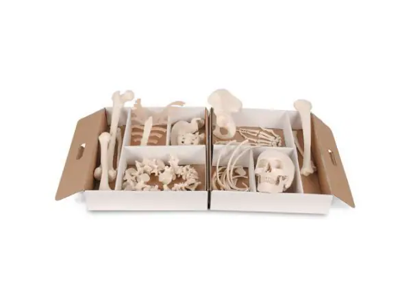 Half Skelet Model (ontleed)