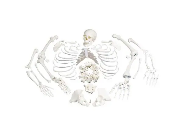 Geheel Skelet Model (ontleed)