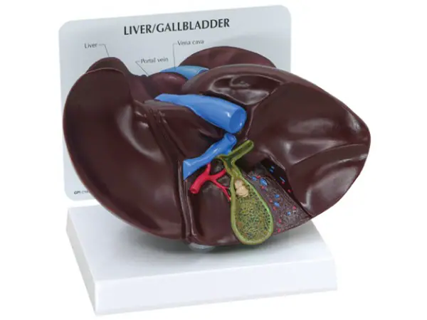 Lever en Galblaas