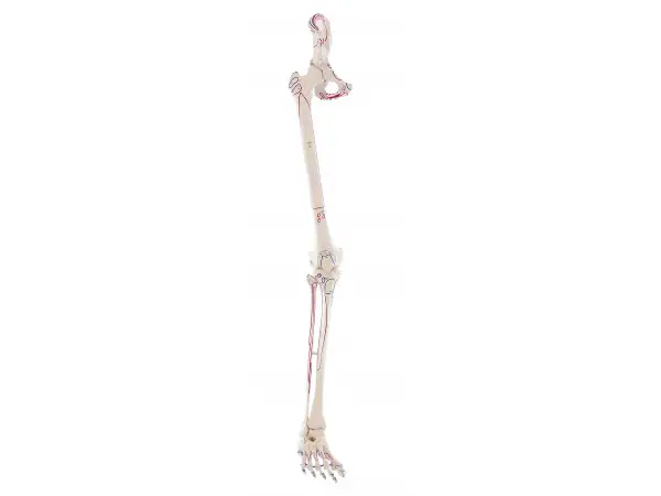 Beenskelet met Spieraanduiding