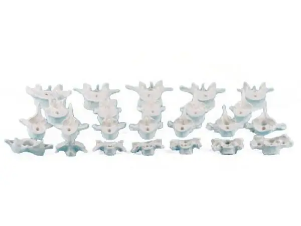 Individuele Wervels (C1 t/m L5)
