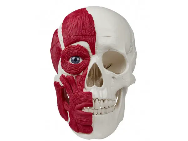 Schedelmodel met Spieren