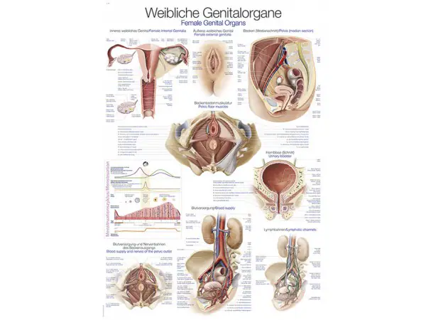 Vrouwelijke Geslachtsorganen Poster
