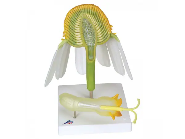 Echte Kamille Model