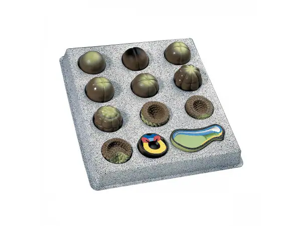Model Embryo Ontwikkeling van de Bruin Kikker (12 stadia)