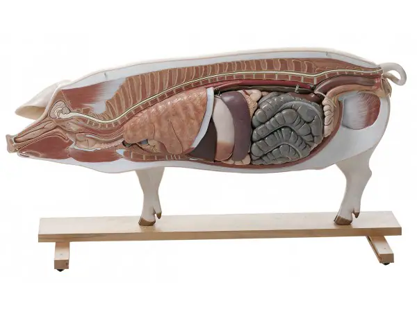 Fokvarken Model