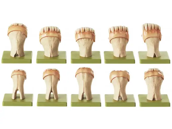 Tanden Model Set Paard