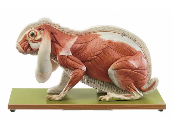 Konijn Model