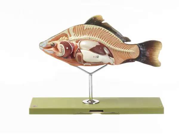 Anatomisch Model Karper