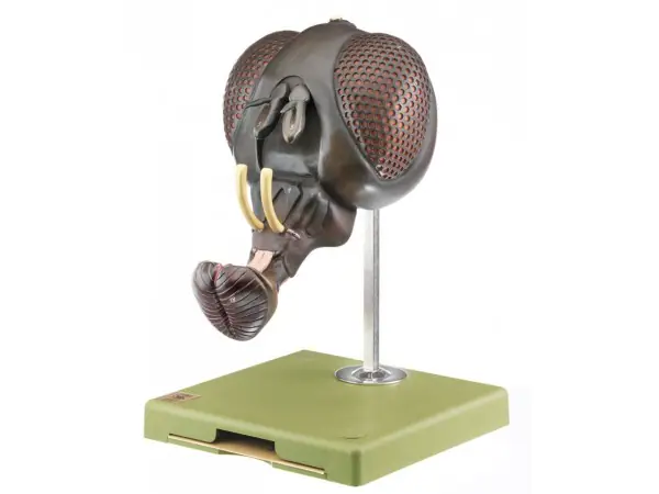 Kop van een Vlieg Model