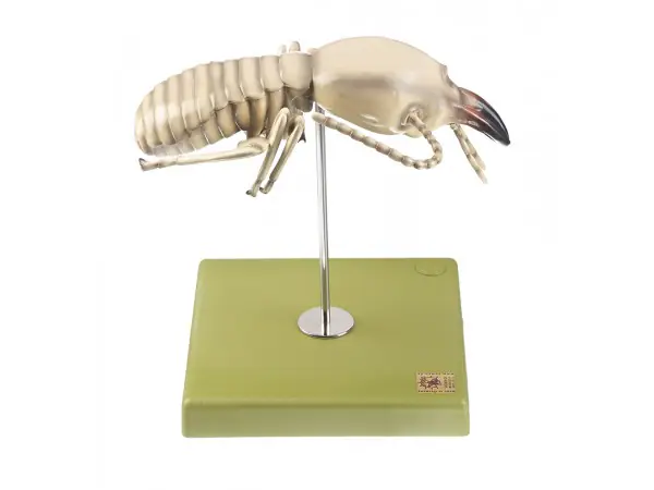 Termiet Model