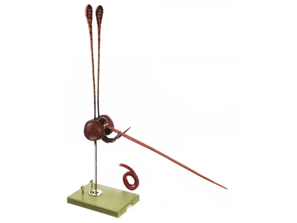 Hoofd Model Vlinder