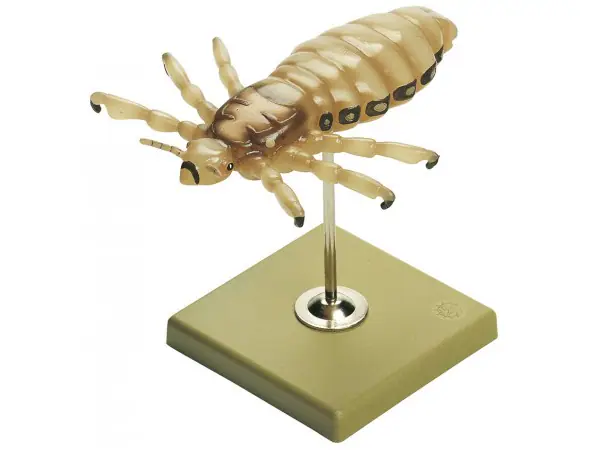 Hoofdluis Model