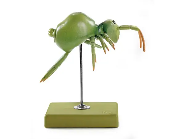 Springstaartje Model