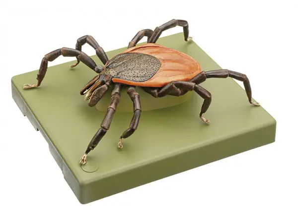 Teek Model