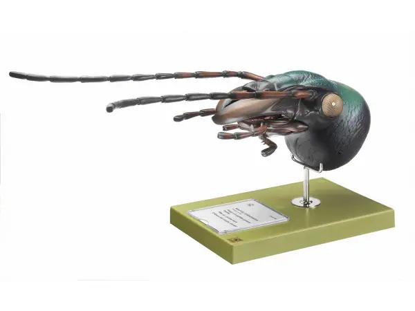Schallebijter Model