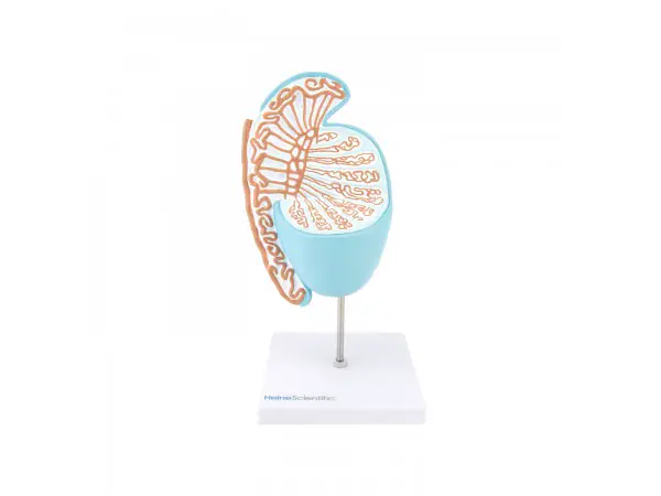 Testikel en Epididymis Model