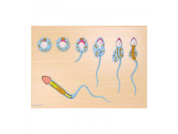 Sperma Ontwikkelingsmodel