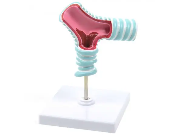 Bronchiën Model