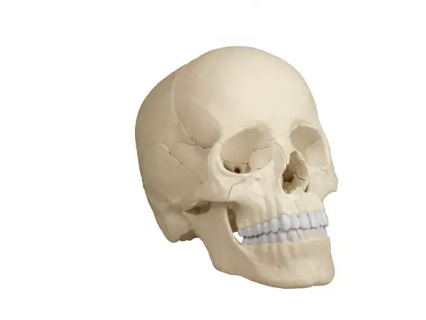 Osteopatisch Schedel Model
