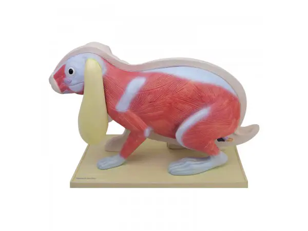 Uitneembaar Model Konijn