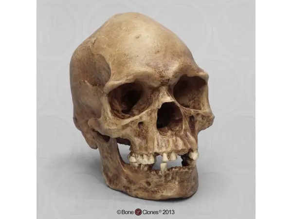 Mannenschedel Australische Aboriginal (Originele kleur)