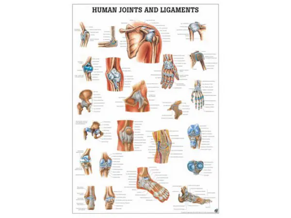 Gewrichten en Ligamenten Poster Gelamineerd