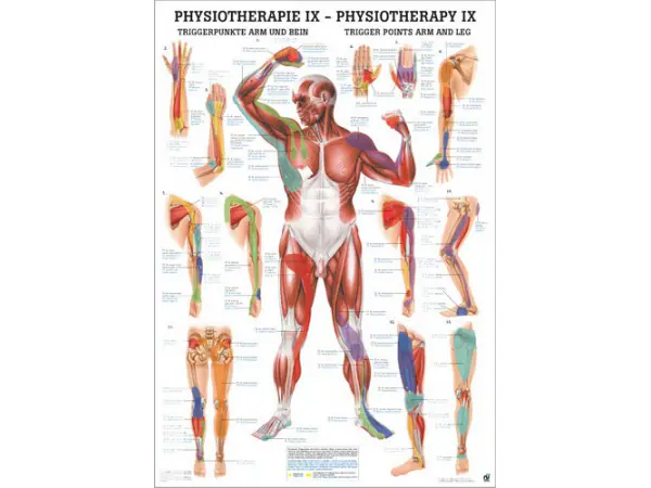 Triggerpoint Poster Armen en Benen