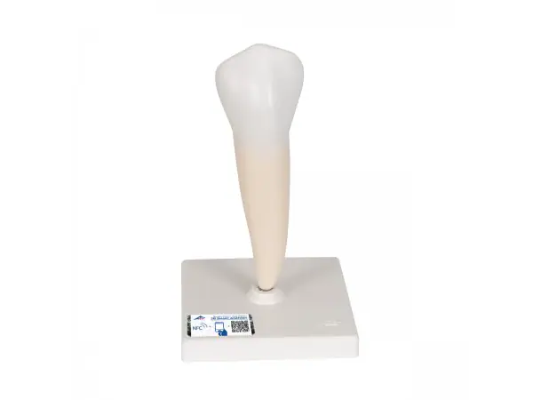 Onderste valse kies (Dentes premolares)
