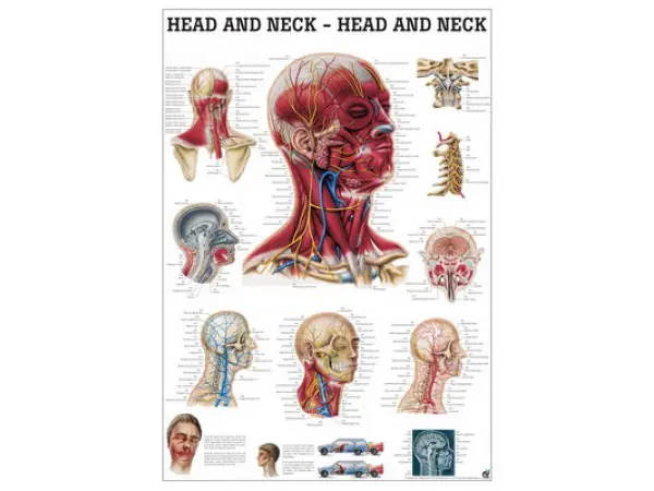 Anatomie Poster Hoofd en Nek Gelamineerd