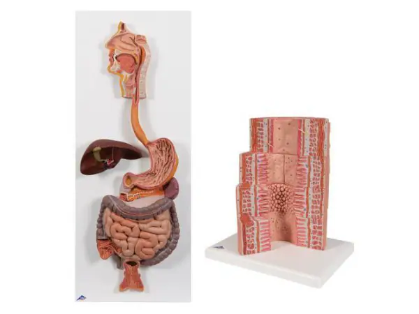 Spijsverteringssysteem Modellen Set