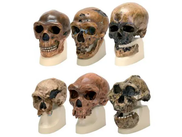 Antropologie Modellen Set