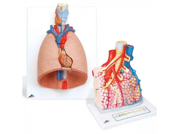 Anatomie Long Set